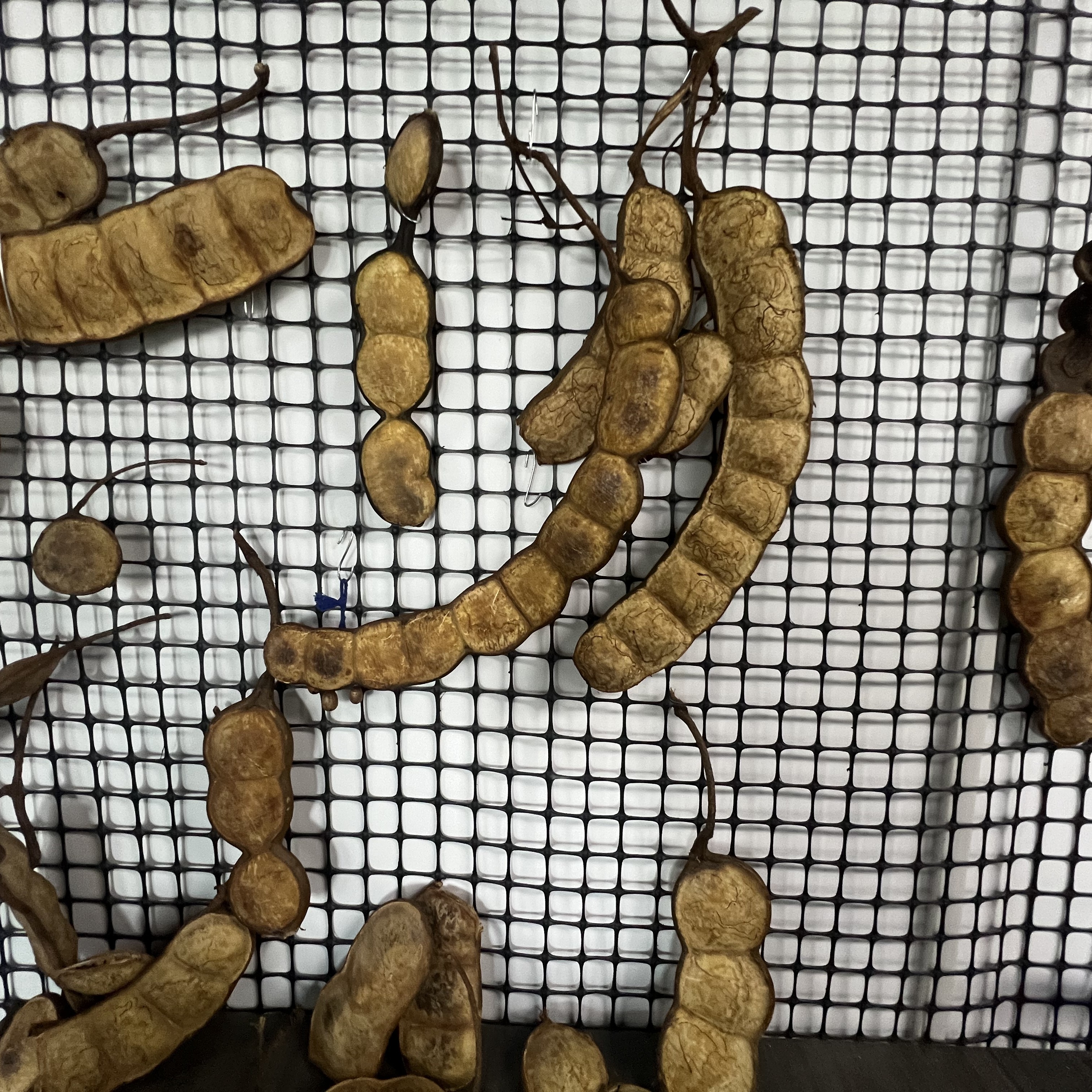 榼藤豆荚专拍链接