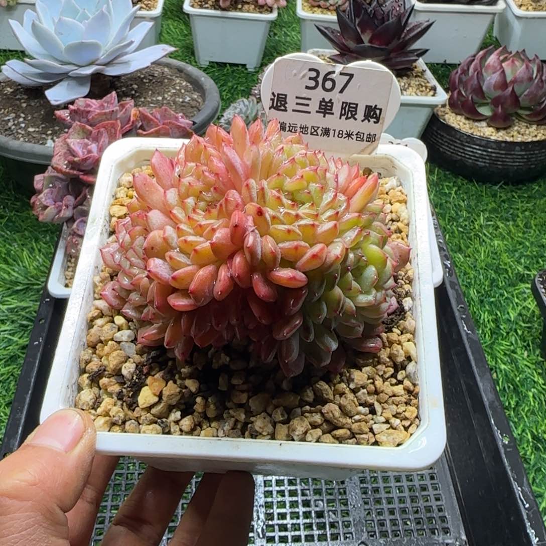 解忧多肉植物编号367