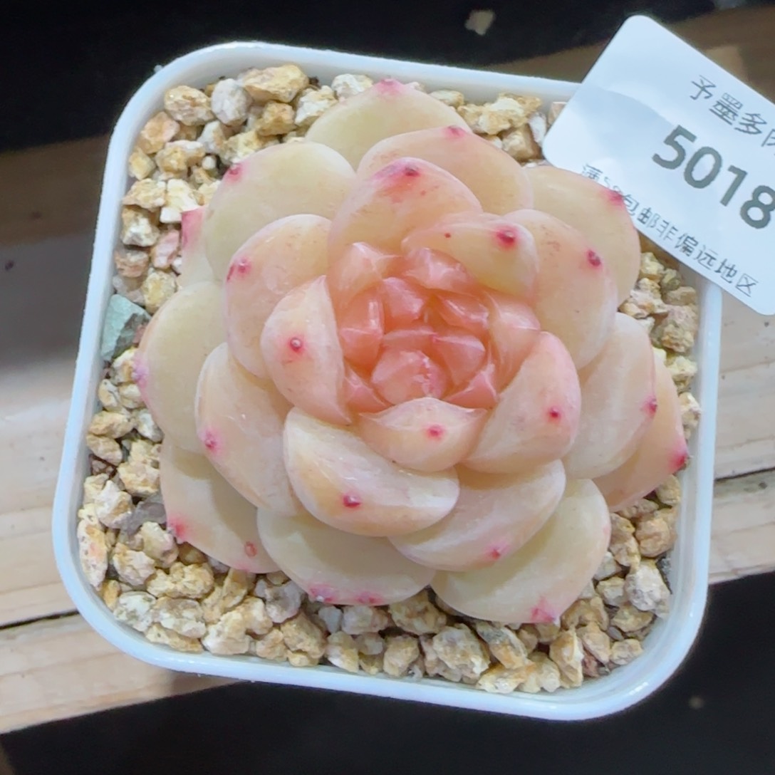 橘糖，5018多肉植物