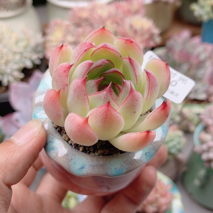 660 勾魂仙子 带陶瓷盆发货 满28包邮