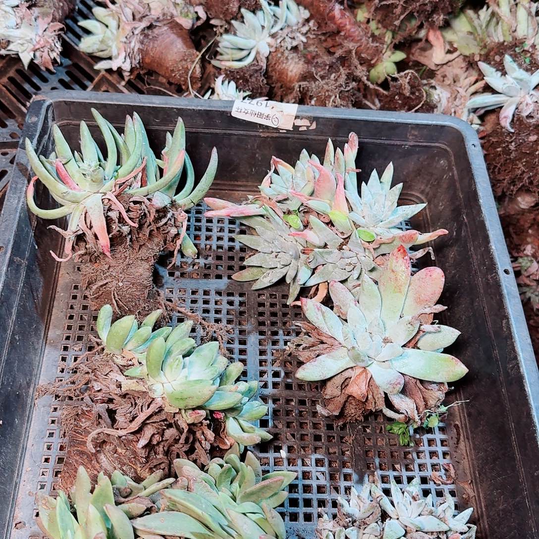 9114瑕疵框拍不售后