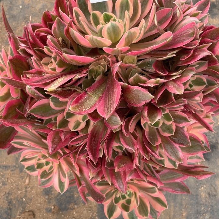 嗰***雨536多肉植物粉女巫