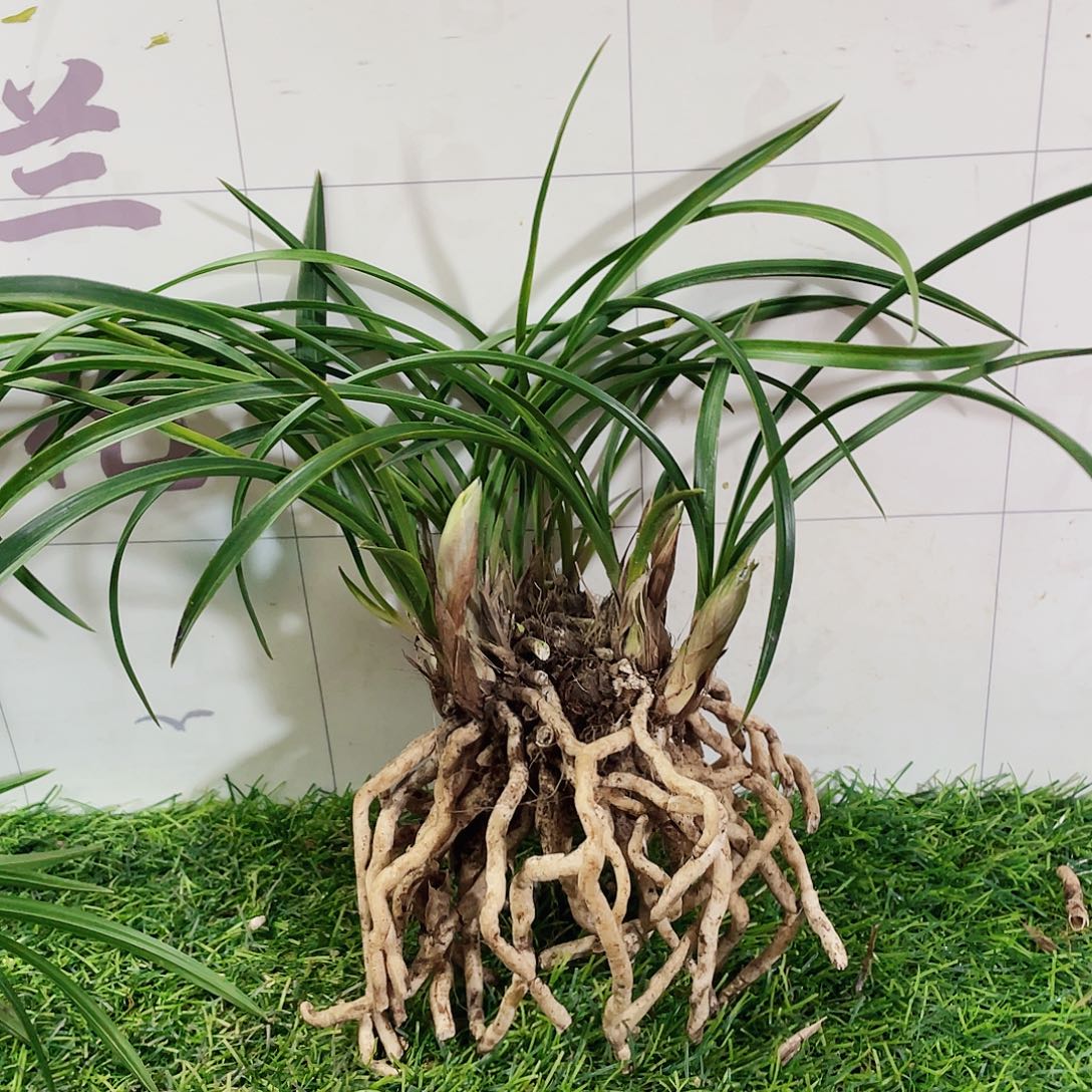 用***2完全开放兰花兰花