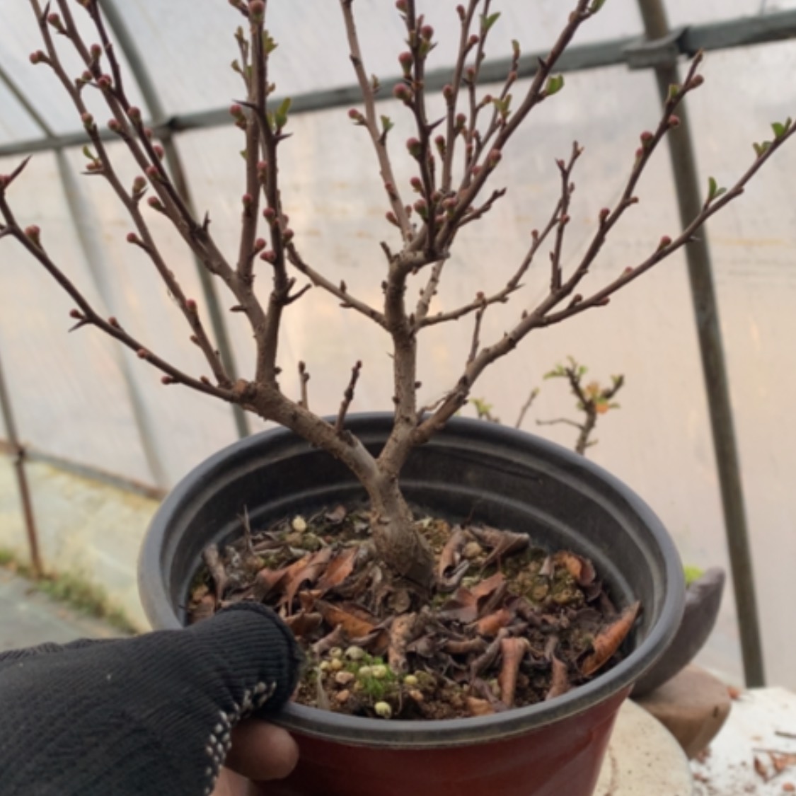 【闪购商品】喜*嫁接黑长寿