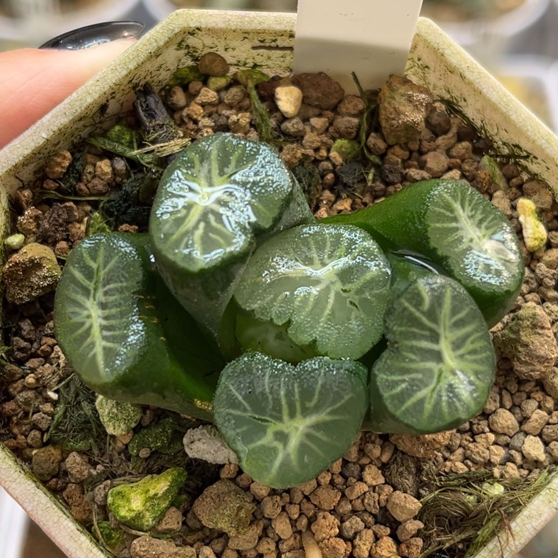 17秀明万象福利专场