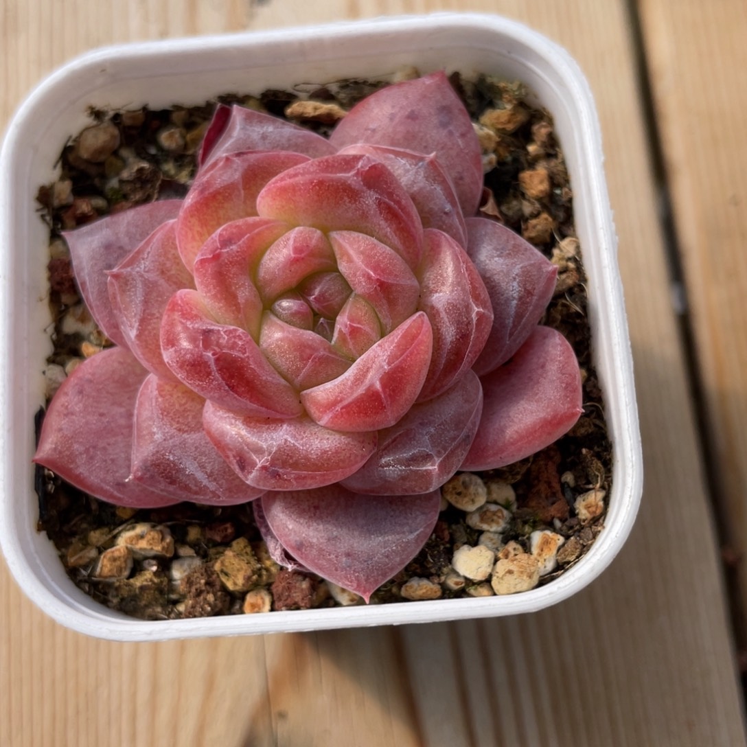 优选琥珀珍妮多肉1319