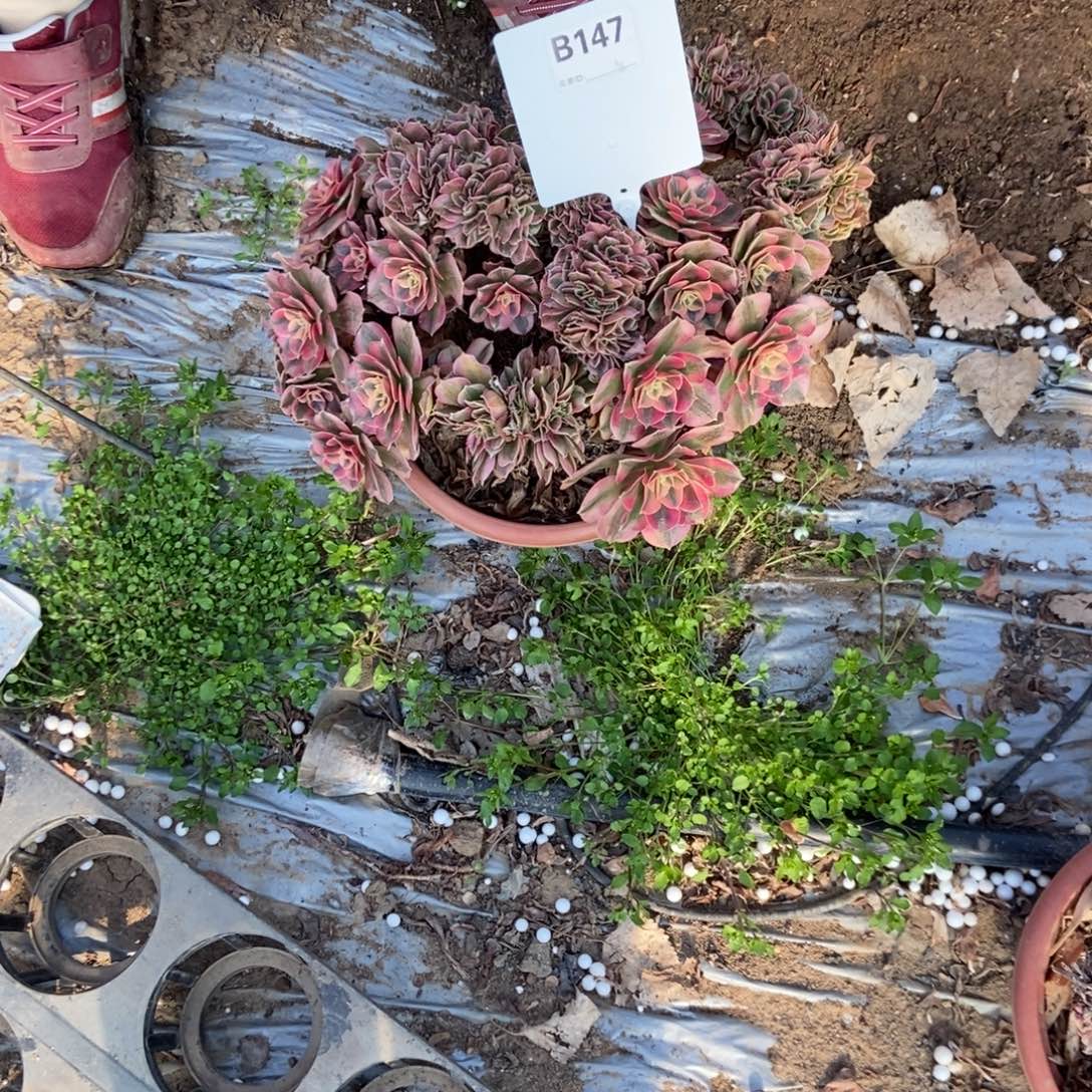 M***mB147粉女巫干伤处理