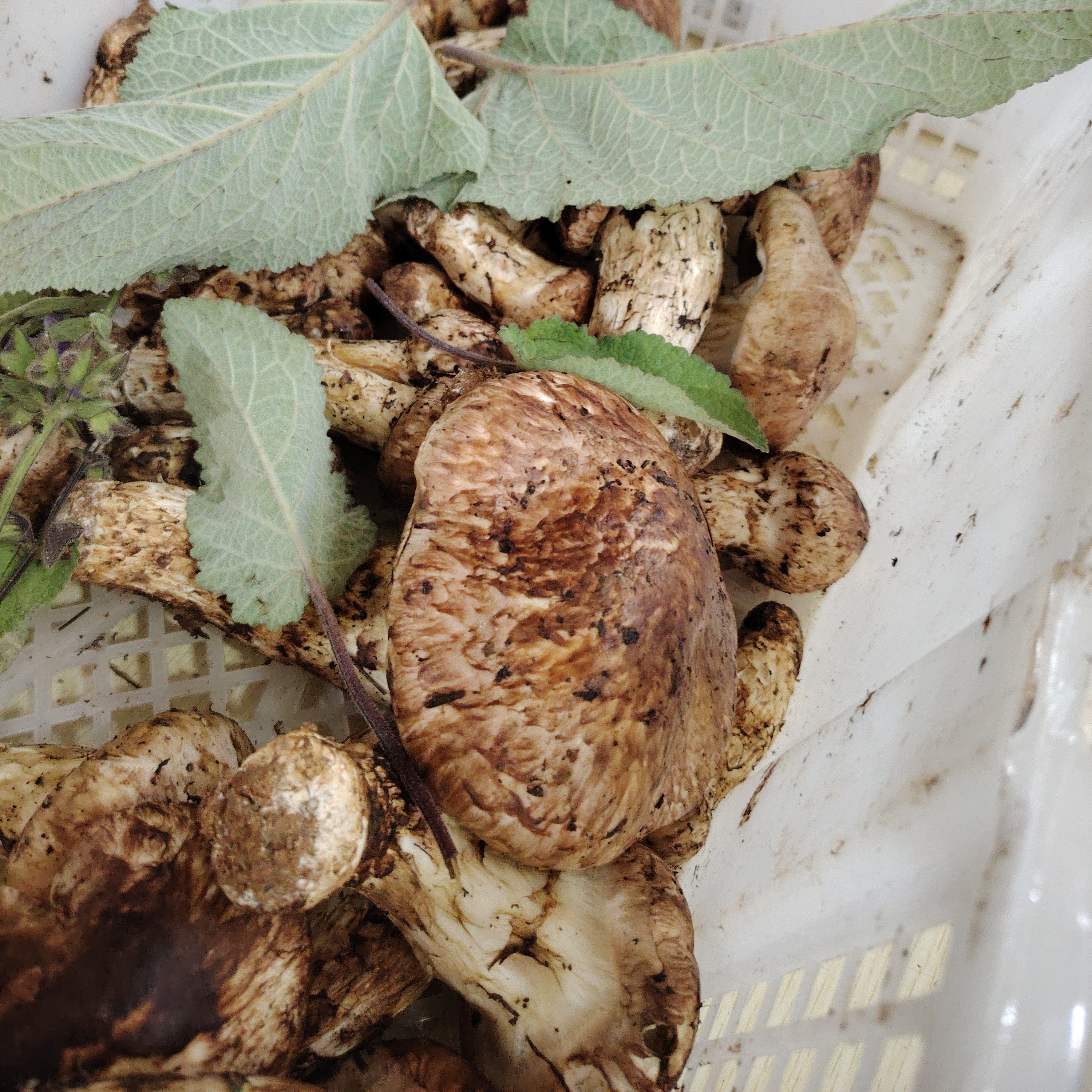 煲汤掉级，虫眼，自炸，瑕疵款（一物一拍、不售后）新鲜