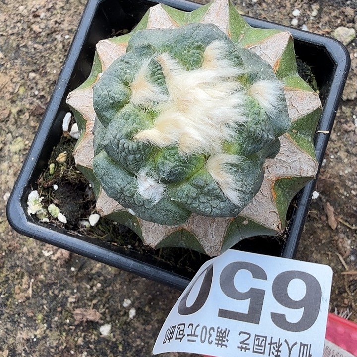 无花朵650苗接连山牡丹东三