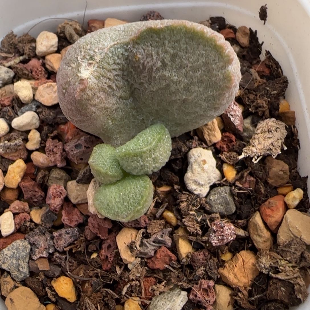 龙鳞磨砂蛋多肉植物