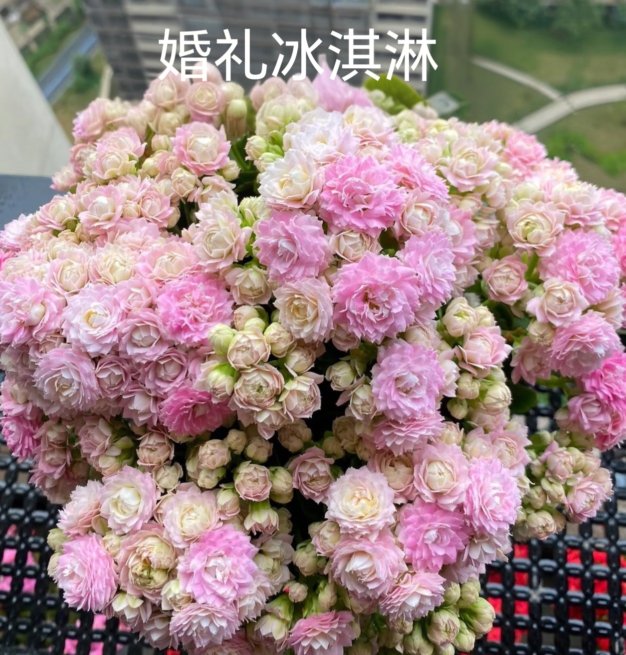 【婚礼冰淇淋】130大盆~长寿花基地直发