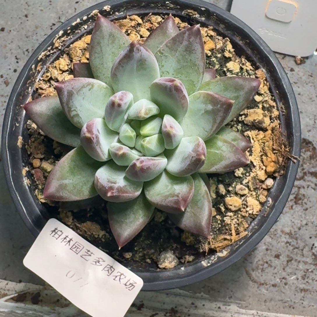 077 韦斯特曼 单头 一物一拍