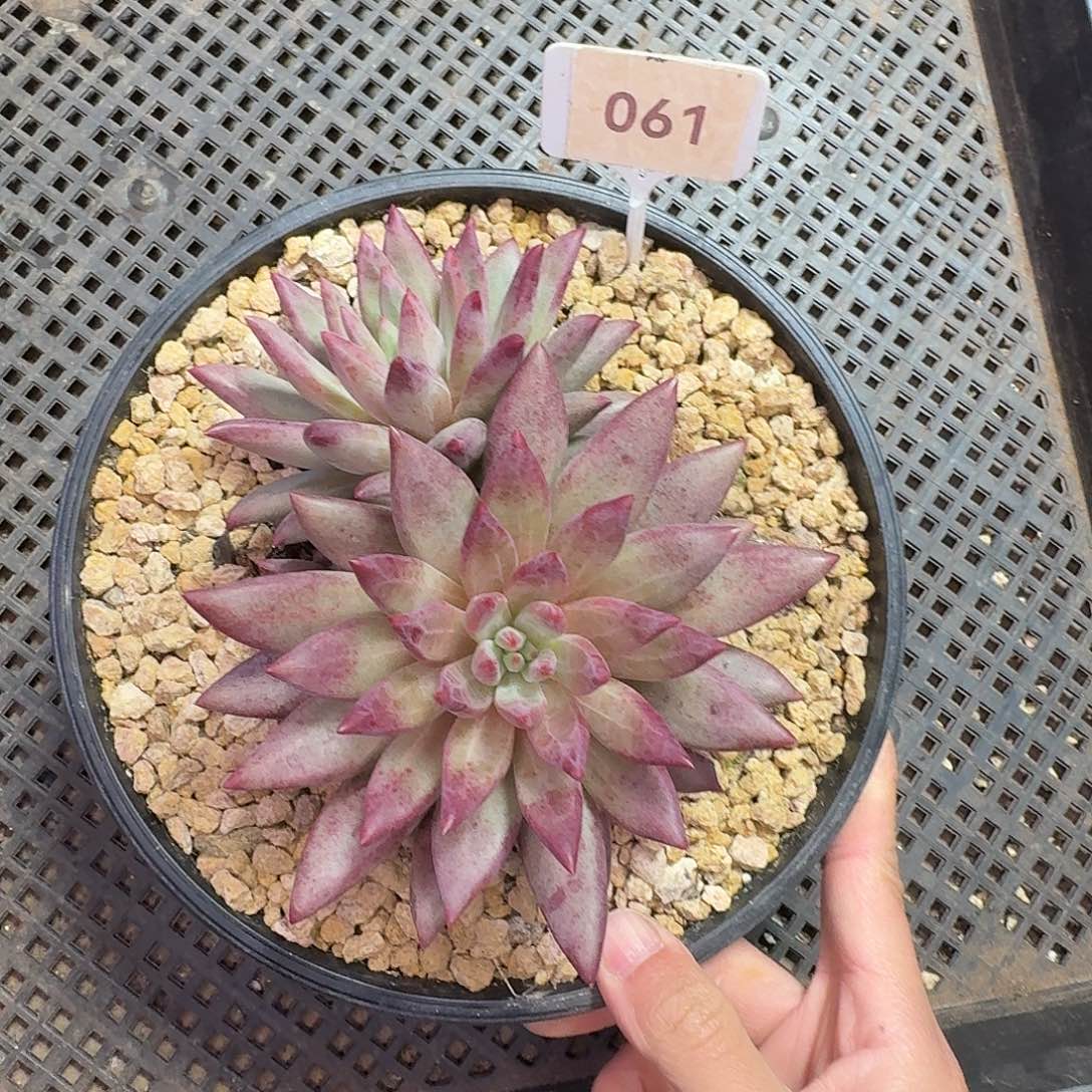 鱼美人钻石焦糖9999999999999