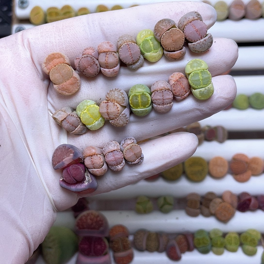 228号 彩色净窗饼干