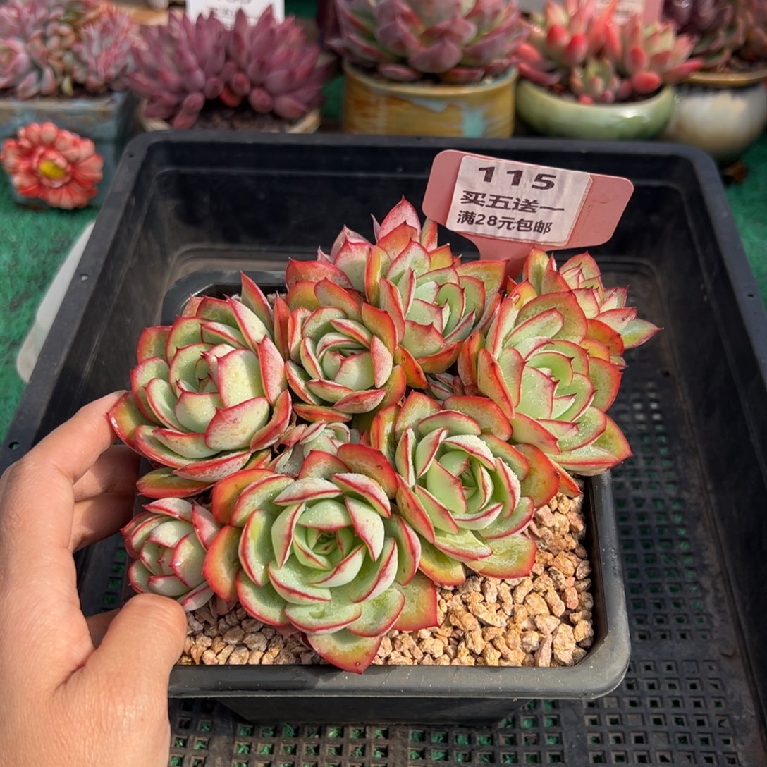 表妹精品多肉植物115.