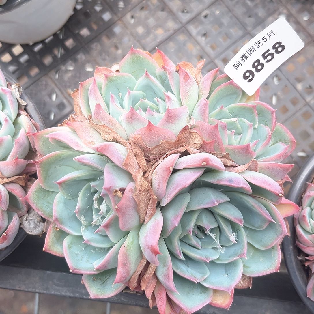 阿雅园艺。    9858侧影