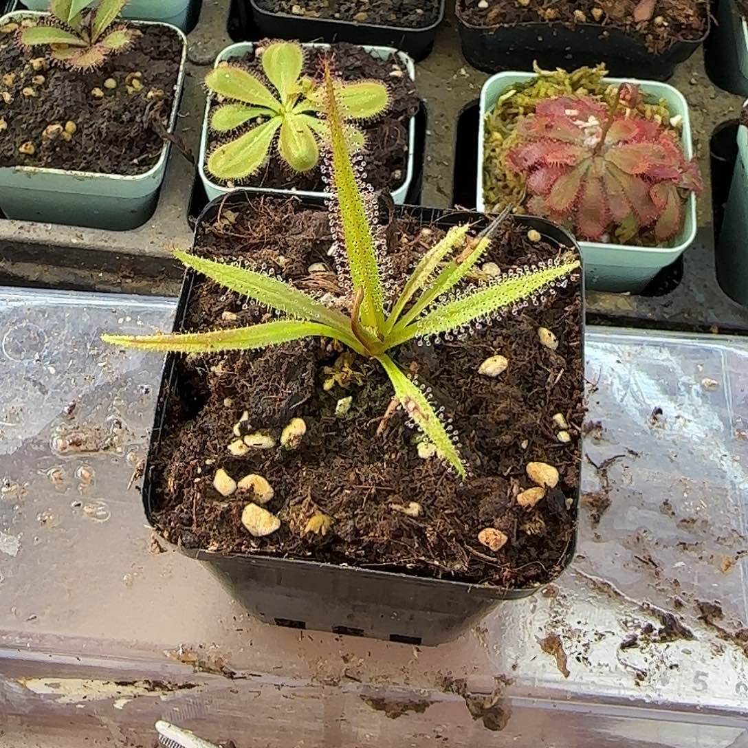 无花朵帝王茅膏菜