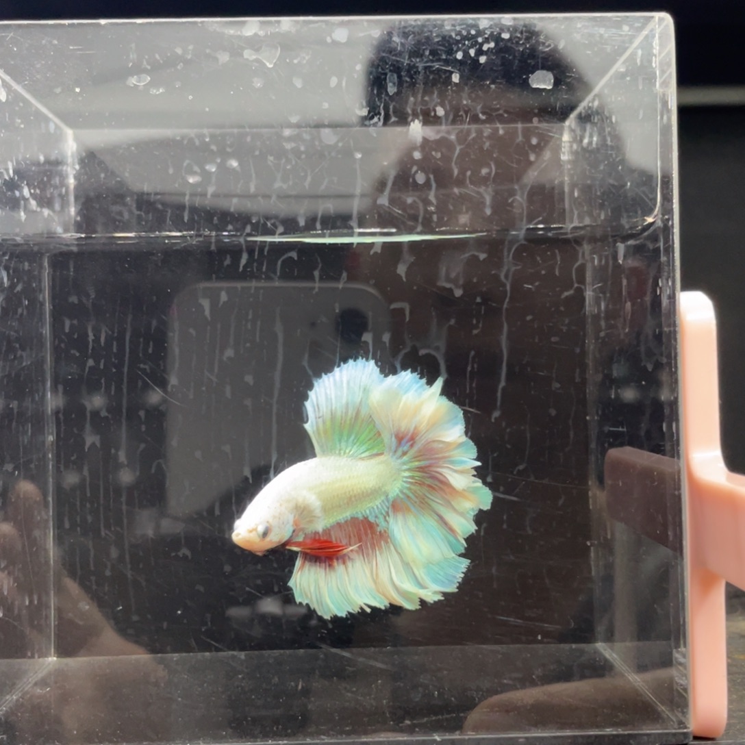 斗鱼哈哈哈哈试试483