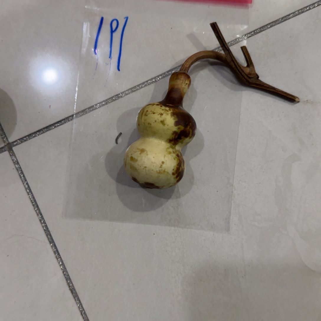 本***八葫芦来咯乐乐乐乐咯OK乐乐咯