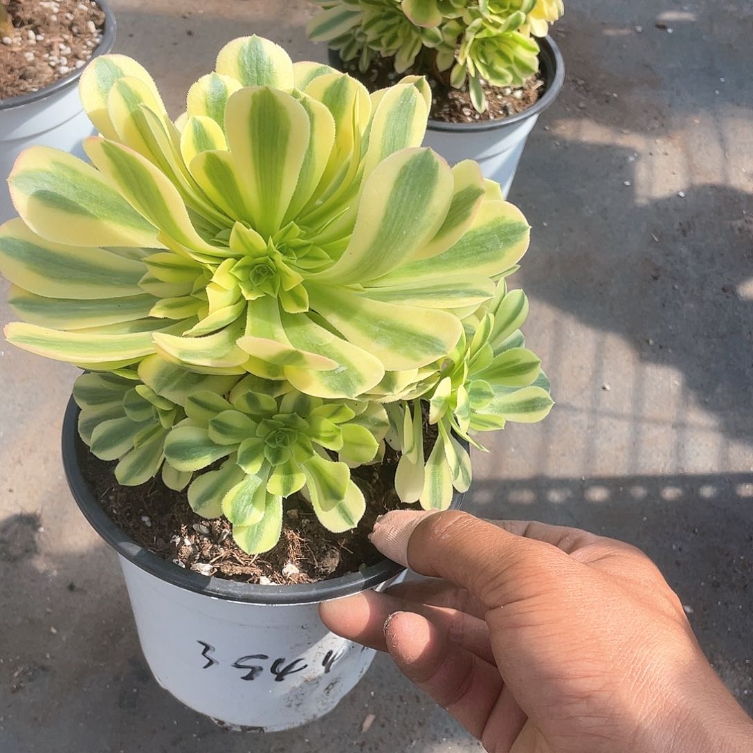 金丝翡翠法师带盆发货