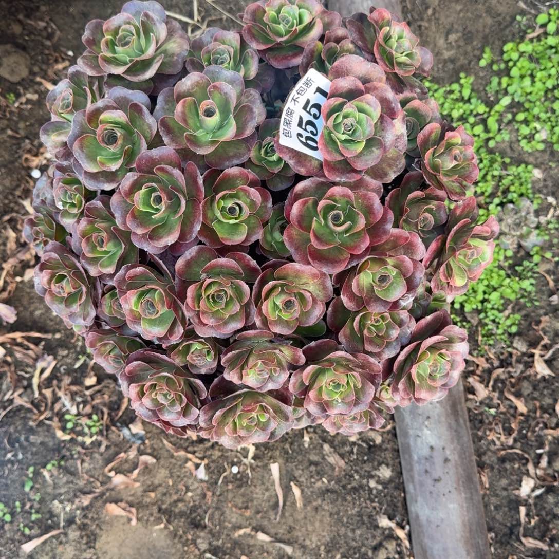 17-1法师魅金6551