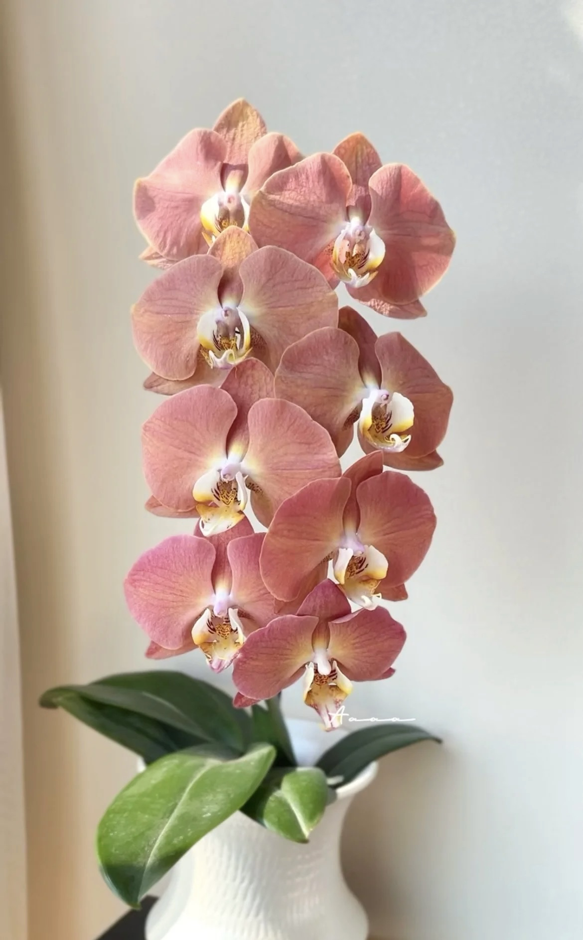 哈克三文鱼蝴蝶兰3.5加高成熟苗不带花不带花剑