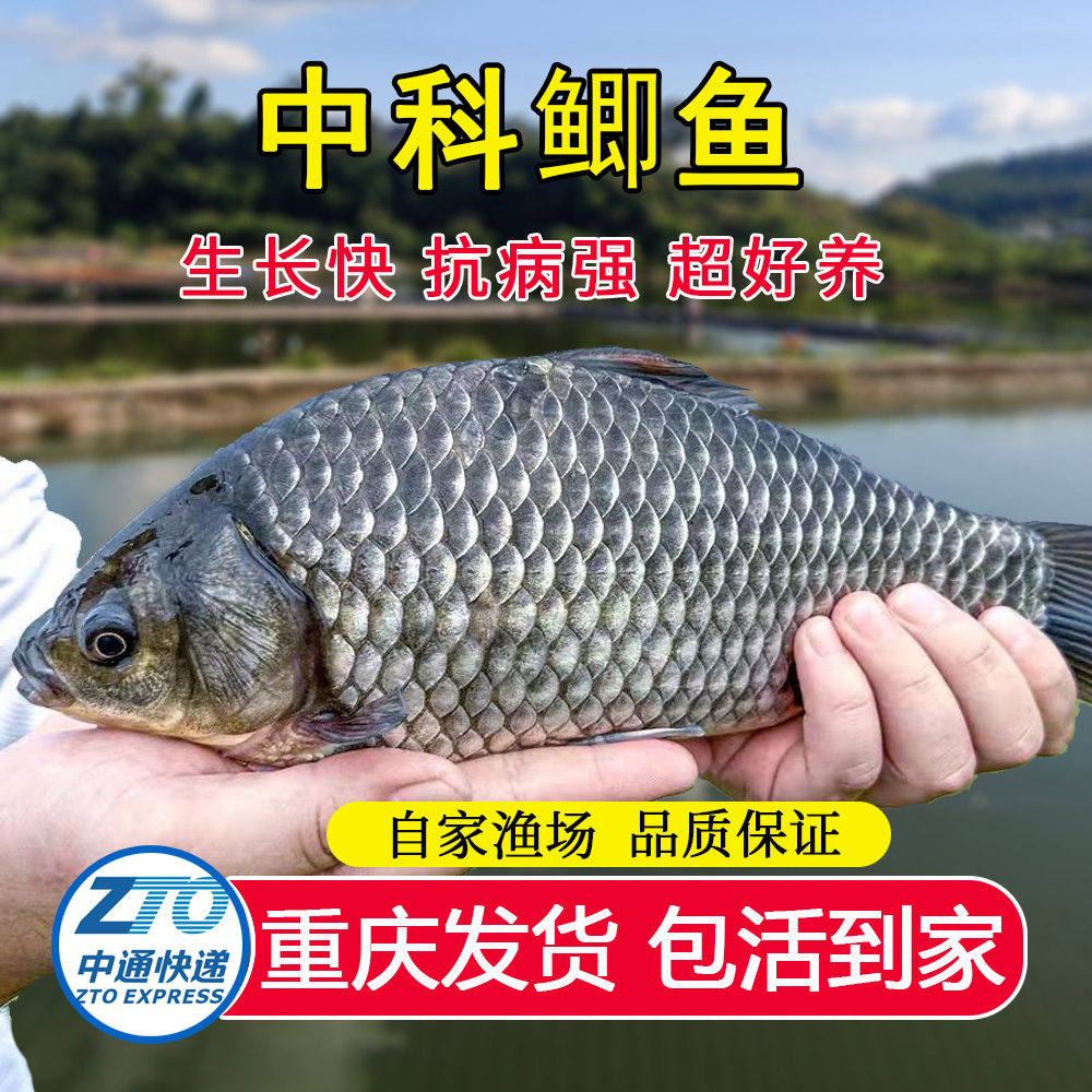 中科五号鲫鱼大板鲫银鲫麻鲫水族观赏淡水鱼