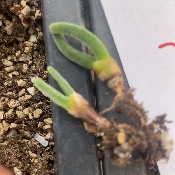 2378碧光环兔子两颗