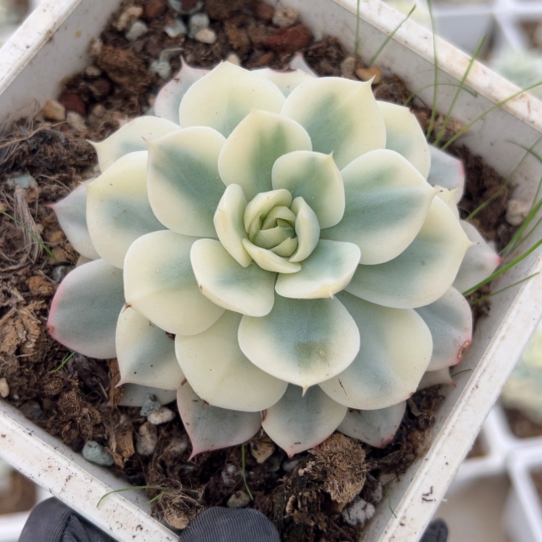 雪域锦，覆轮锦多肉植物