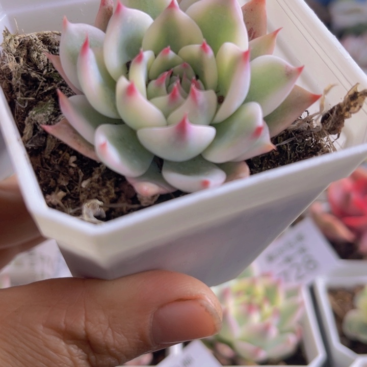 吉娃娃锦多肉植物706