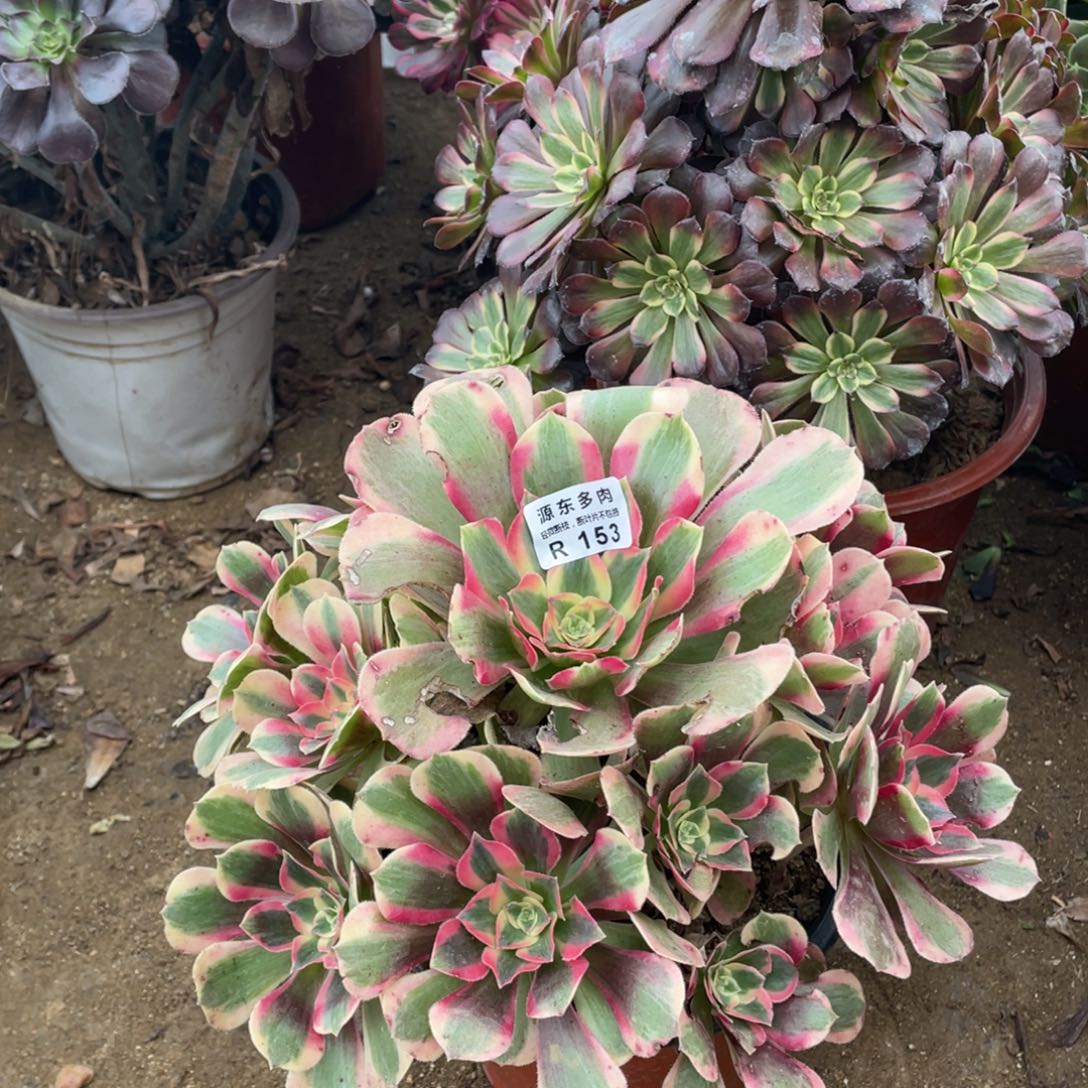 153七彩石多肉法师断枝不包