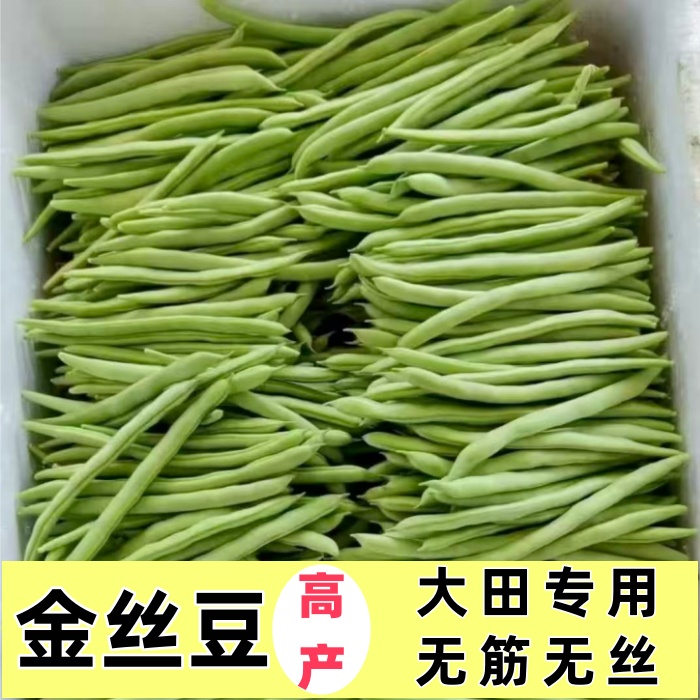 喜丰1号金丝豆豆角荷兰豆四季豆芸豆甜豆种子高产高抗