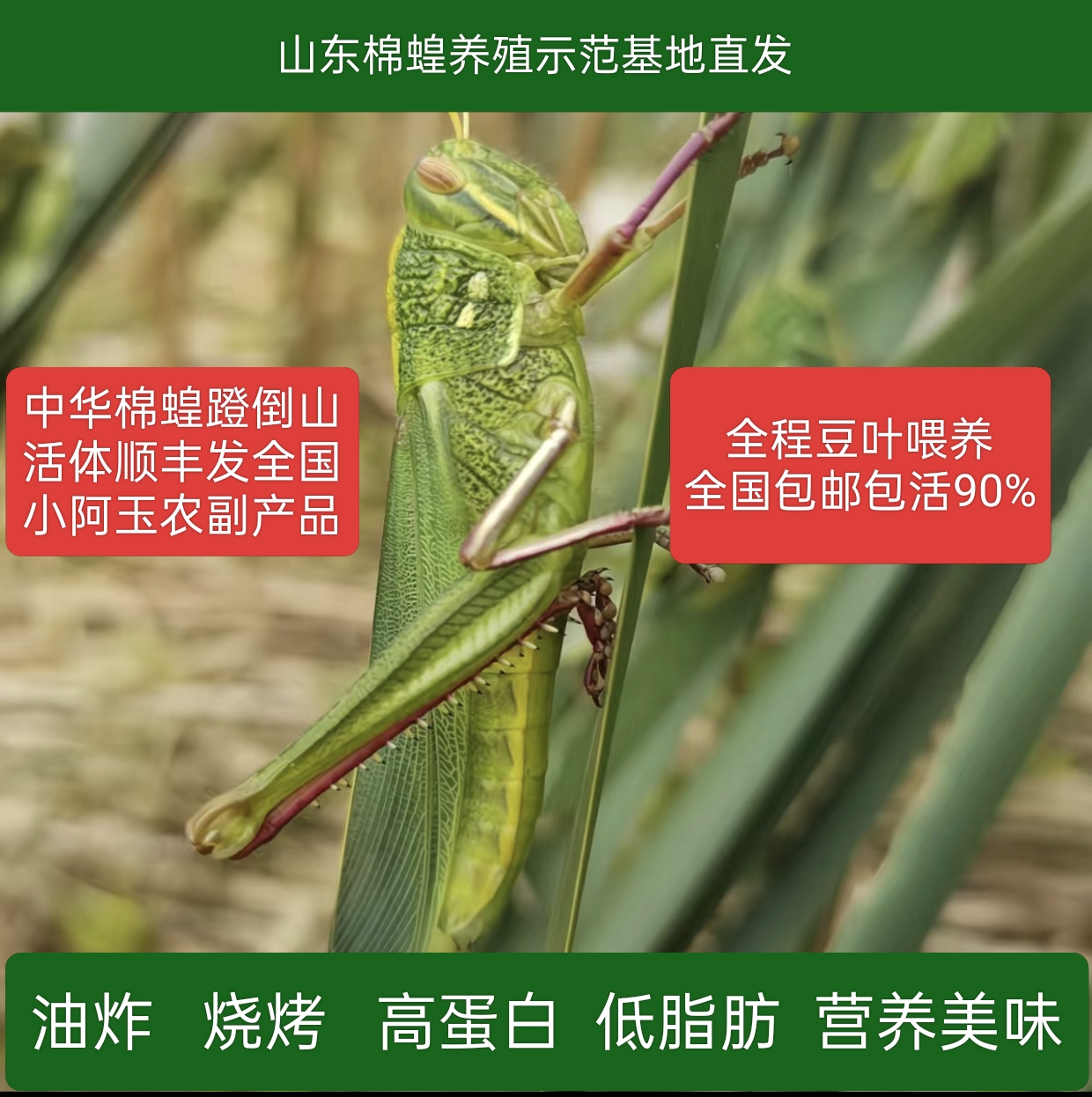 【精选优质活体】中华棉蟥蹬倒山鸟宠饲料纯豆叶喂养高蛋白包活90%