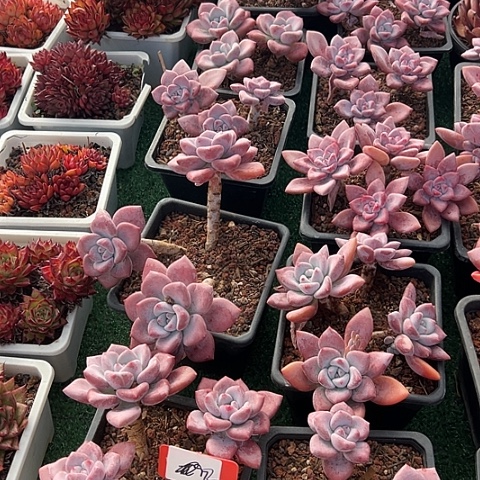 2香奥一个脱土多肉