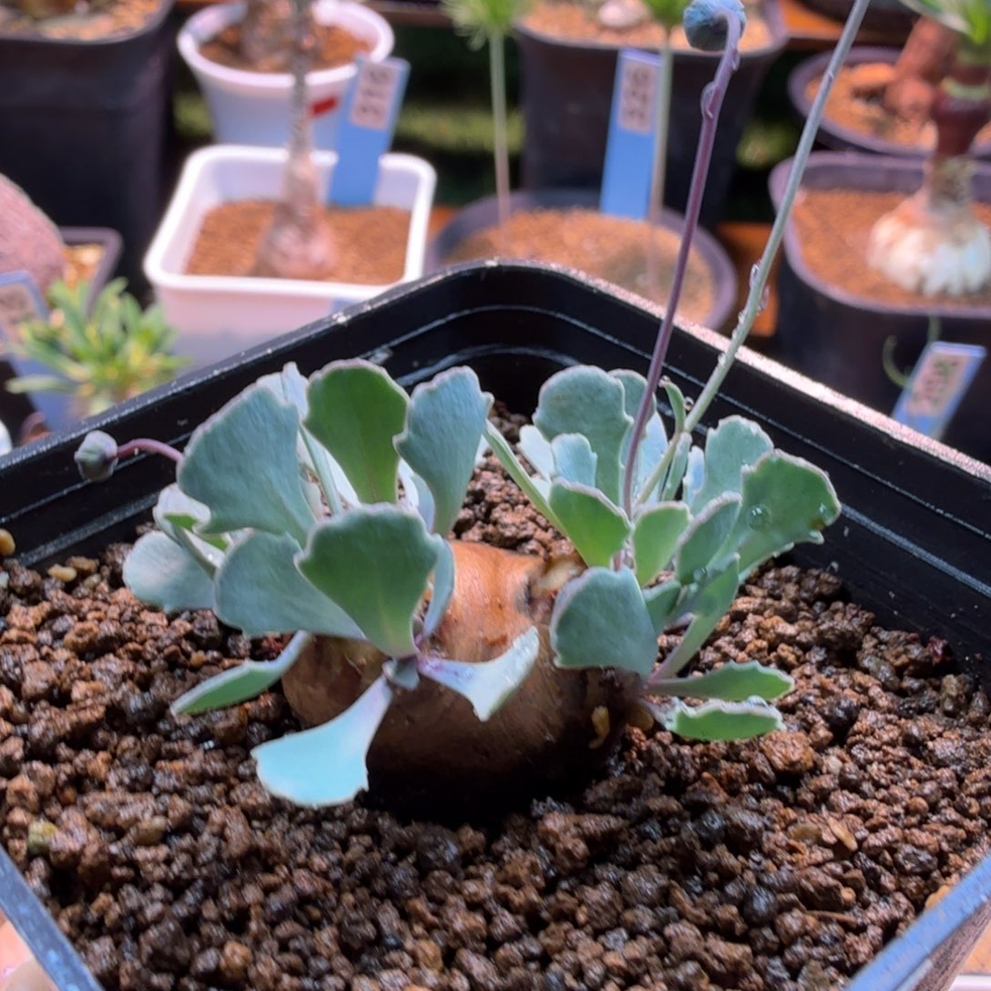 格加厚墩菊694 仙人球
