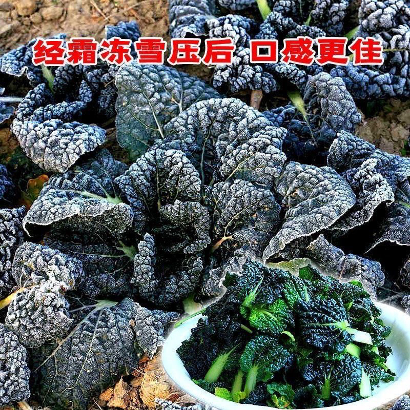 随州安居矮秆泡泡青农家自种正宗农家霜冻黑白新鲜蔬菜净重包邮