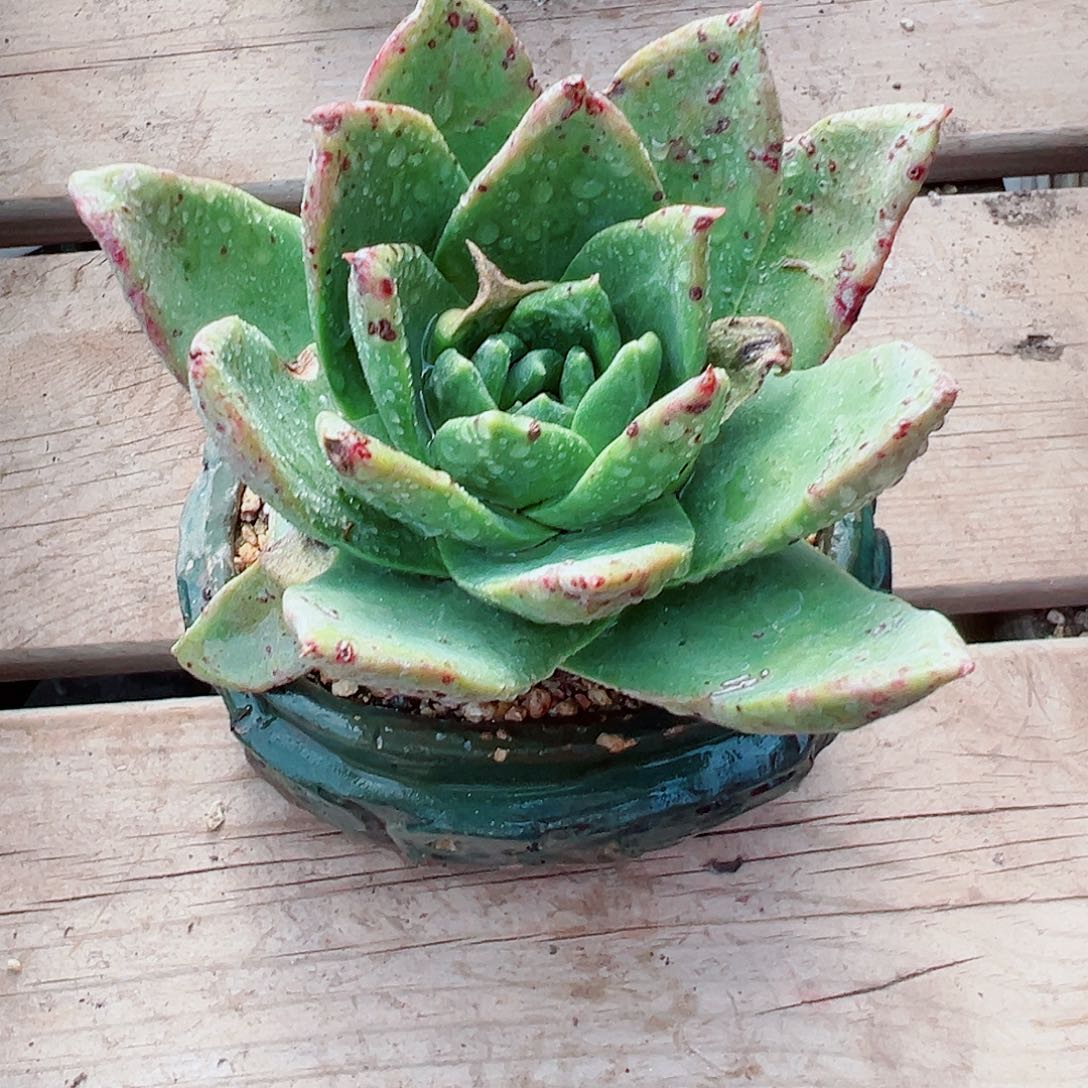 8035坎黛苹果叶仙女杯