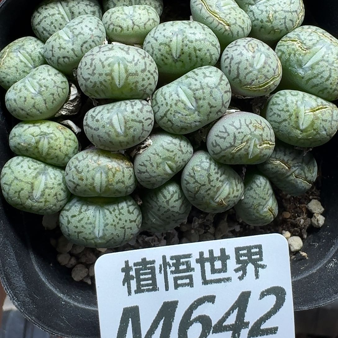 多肉植物的润泽fgbb