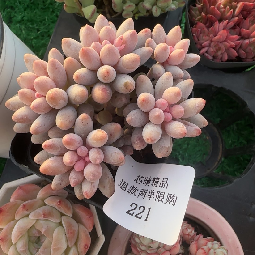 闪购精品多肉221号