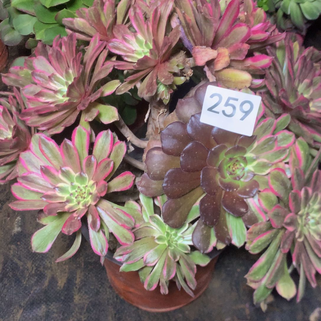 259糖果粉代多肉植物