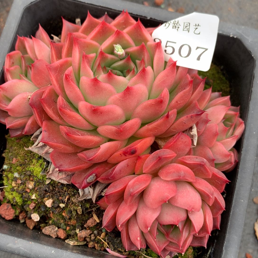 2507杂交多肉老桩