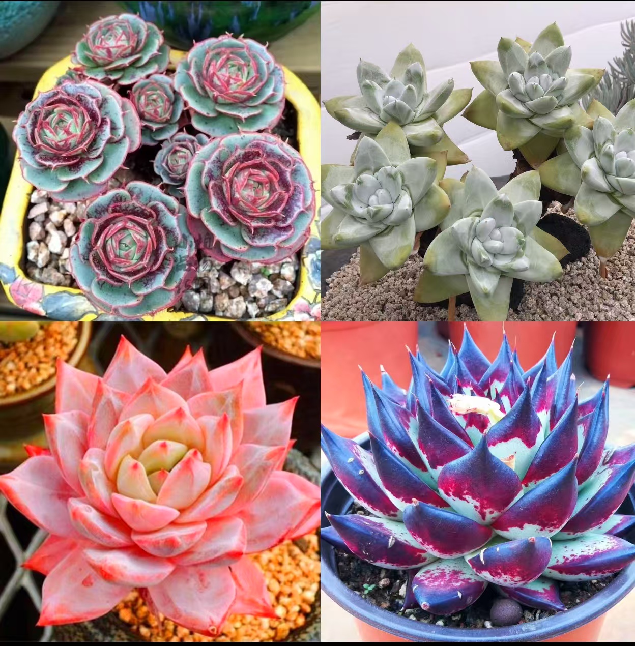 一物一拍 专属链接  精品盆栽