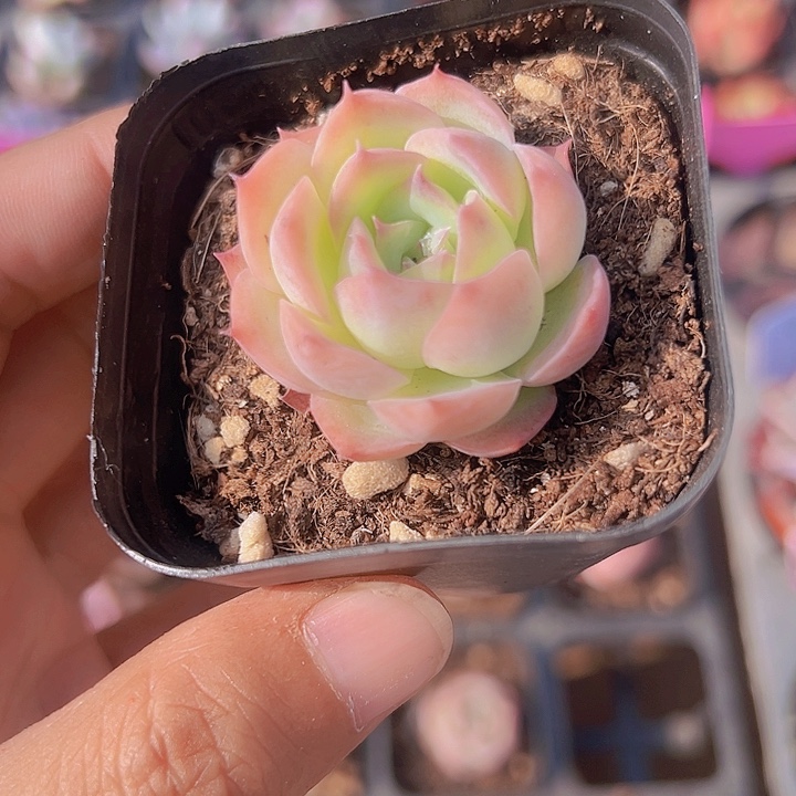 侧影精品多肉植物大战