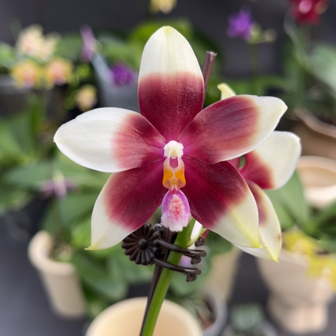 完全开放2.5寸yc41开花株