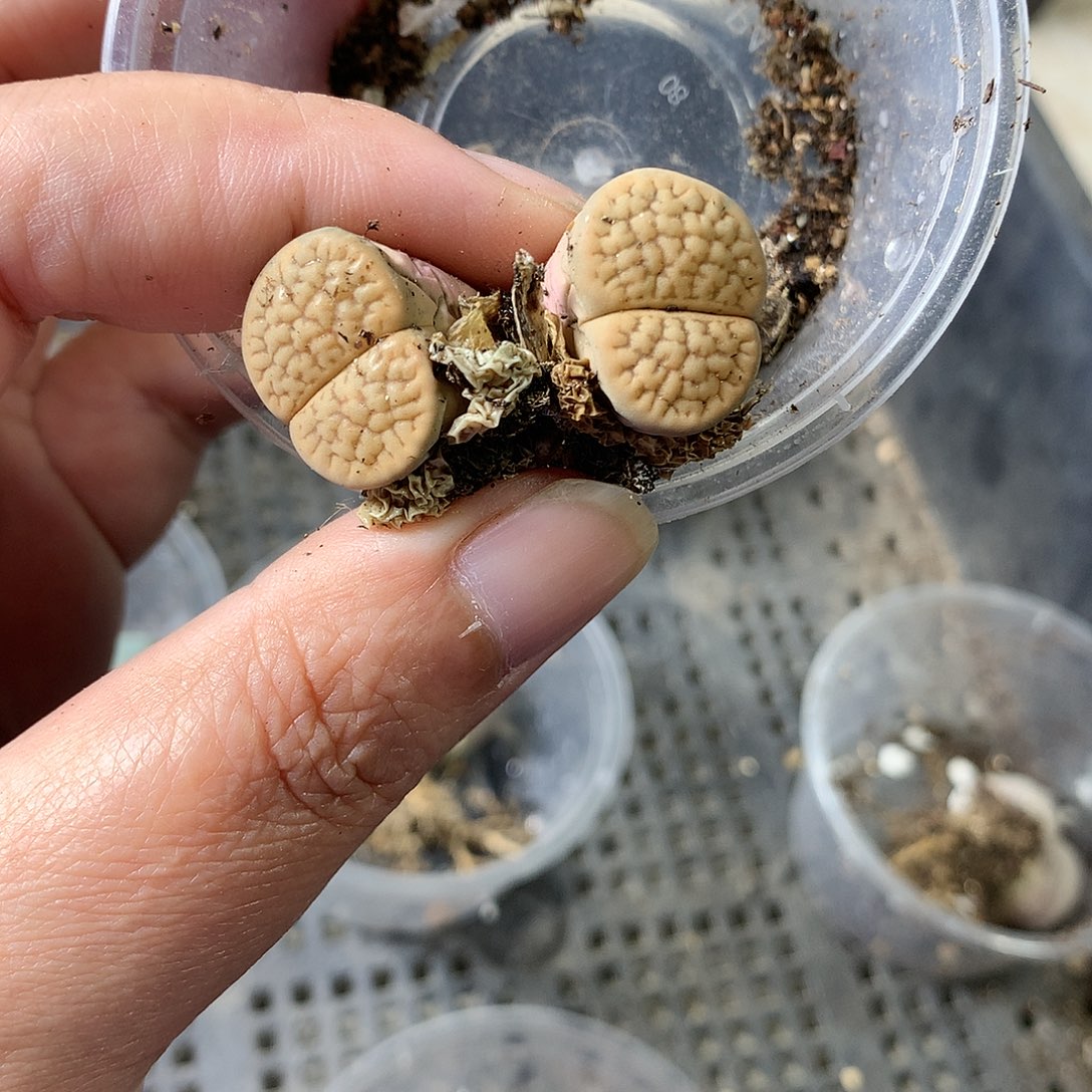 A445多肉植物保护研究所
