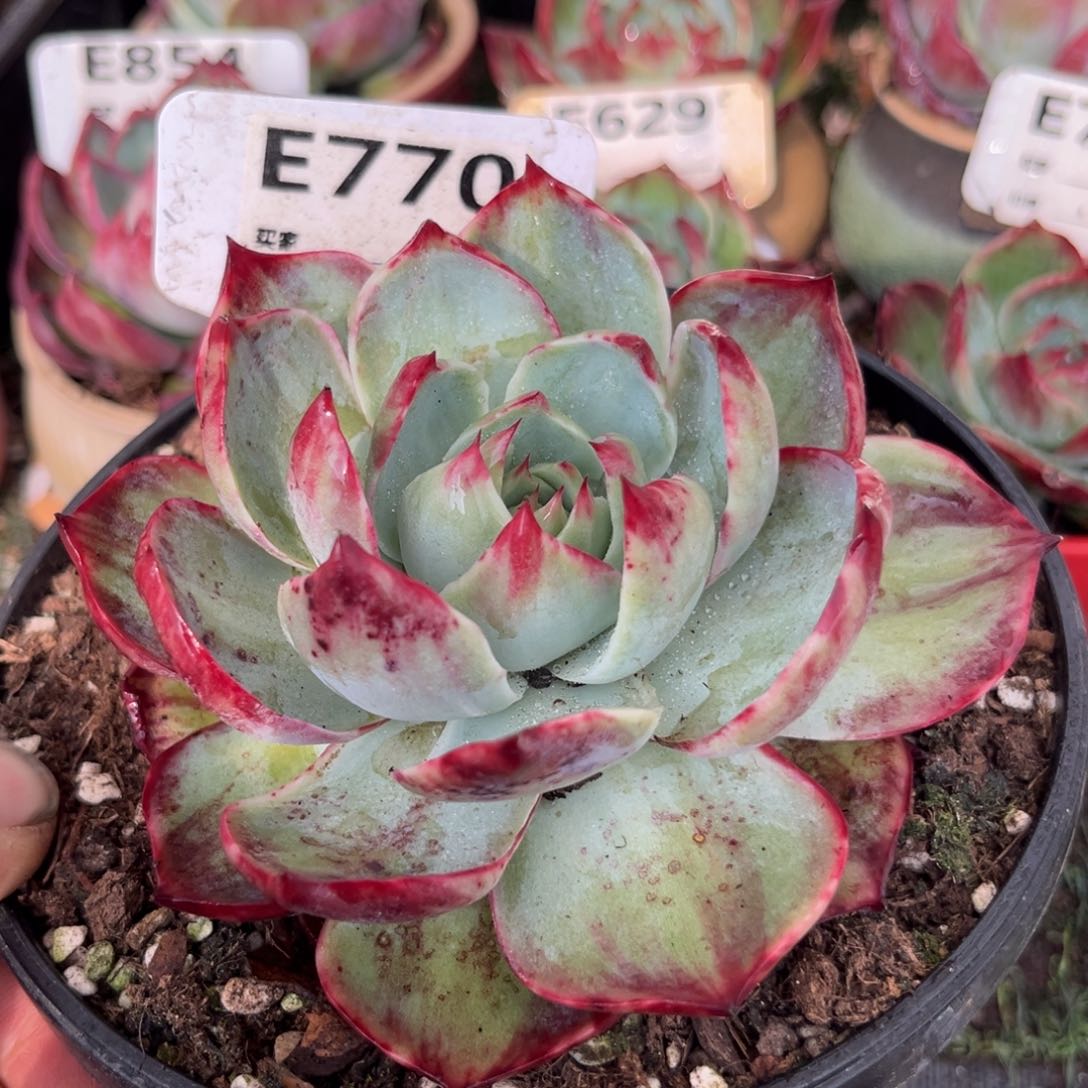 惊鸿一瞥770号多肉