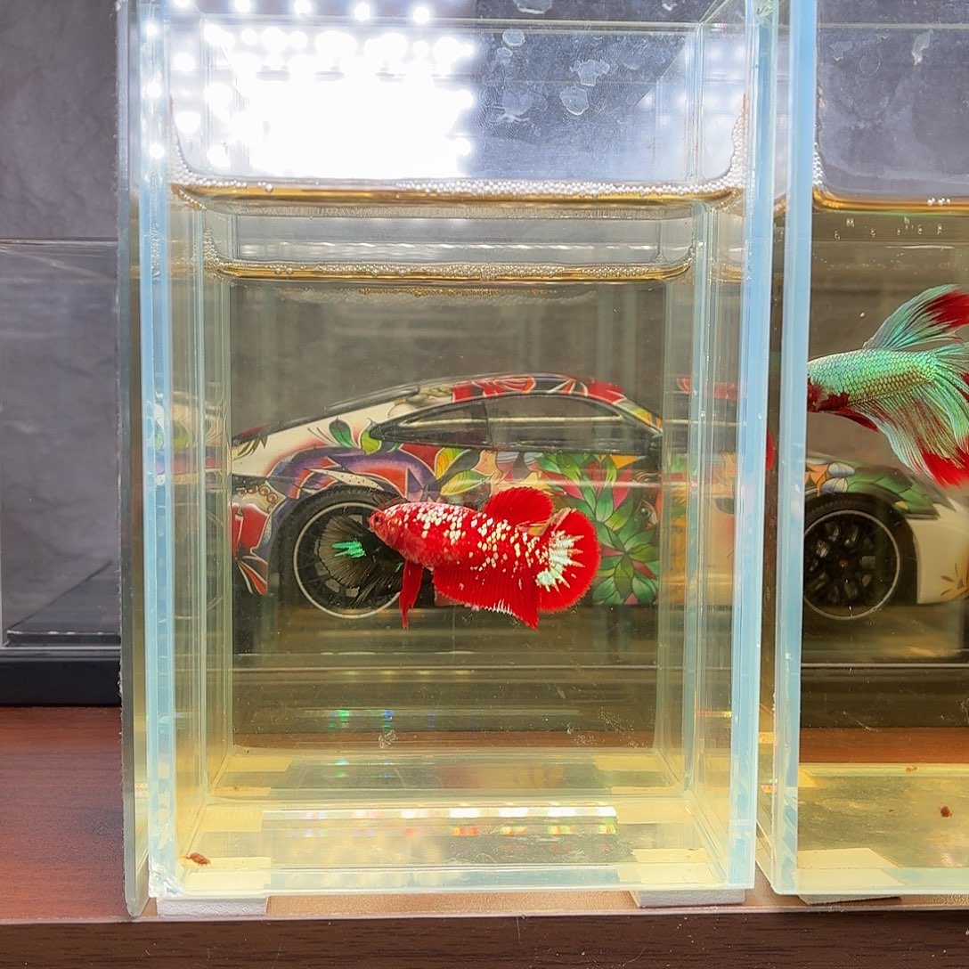 斗鱼彩金将军母鱼