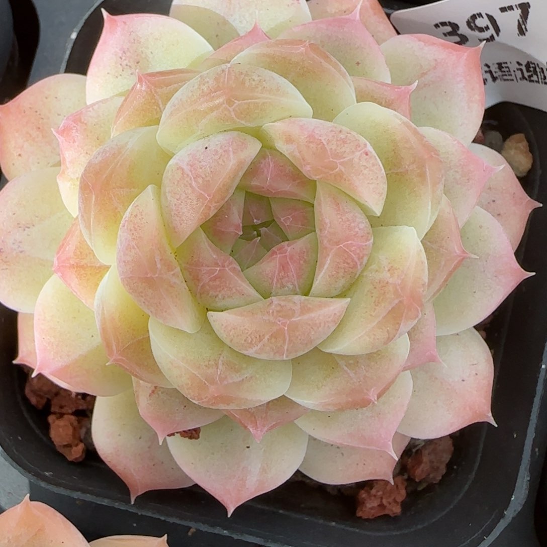 花语逸镜0212-397