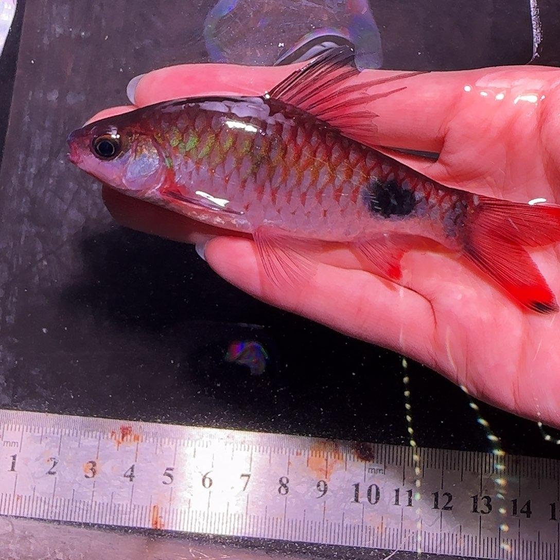 灯科鱼克里20 2020