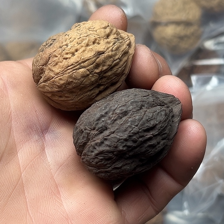核桃19号箭毒蛙阴阳对37尺